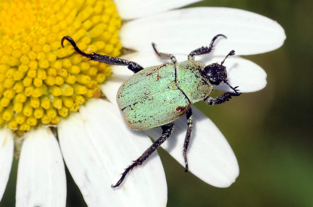 Coleottero verde da ID - Hoplia argentea (cf)